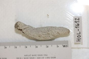 Media type: image;   Invertebrate Zoology HOL-1612 Description: Preserved specimen.;